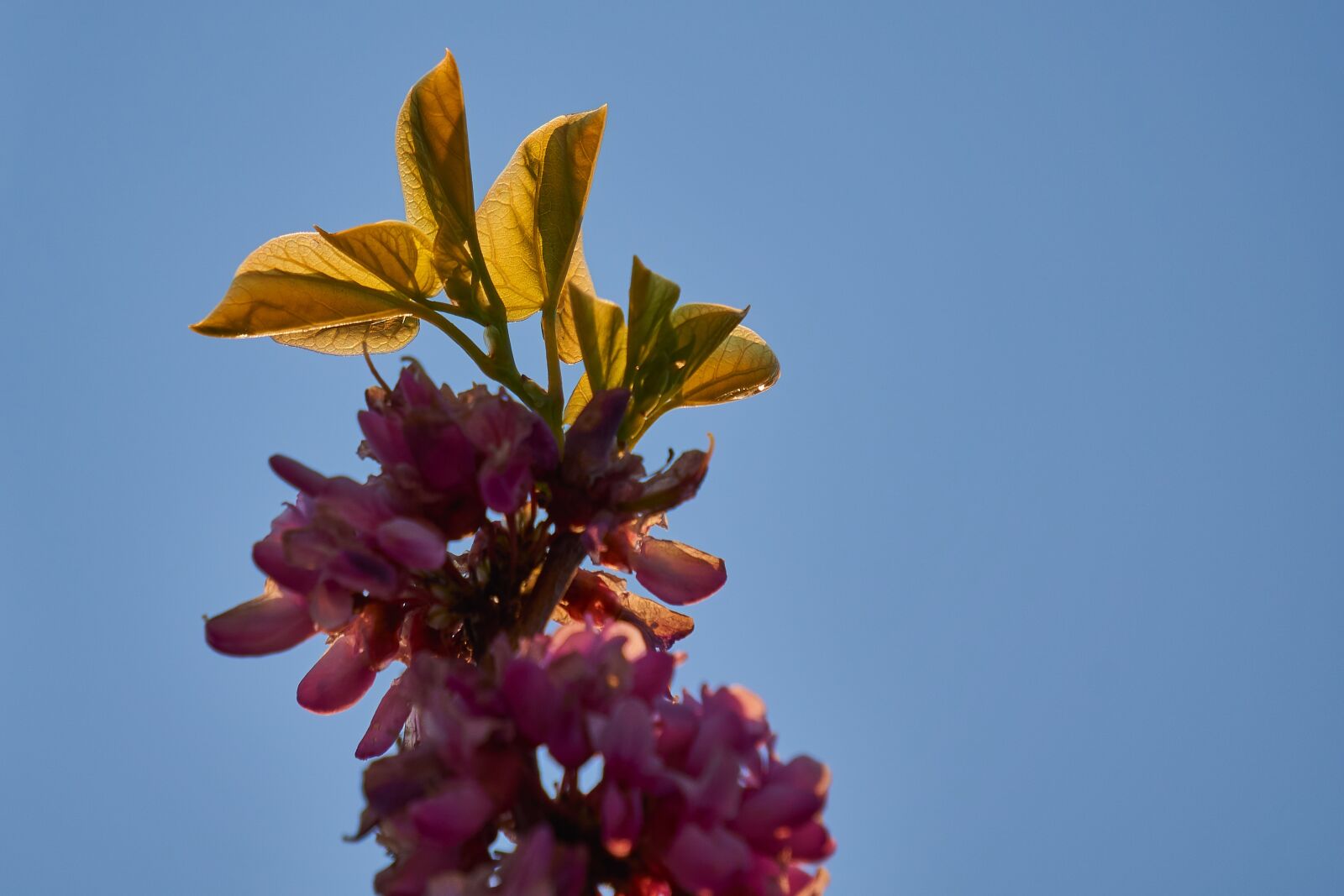 Sony E 55-210mm F4.5-6.3 OSS sample photo. Judas tree, leaf, heart photography