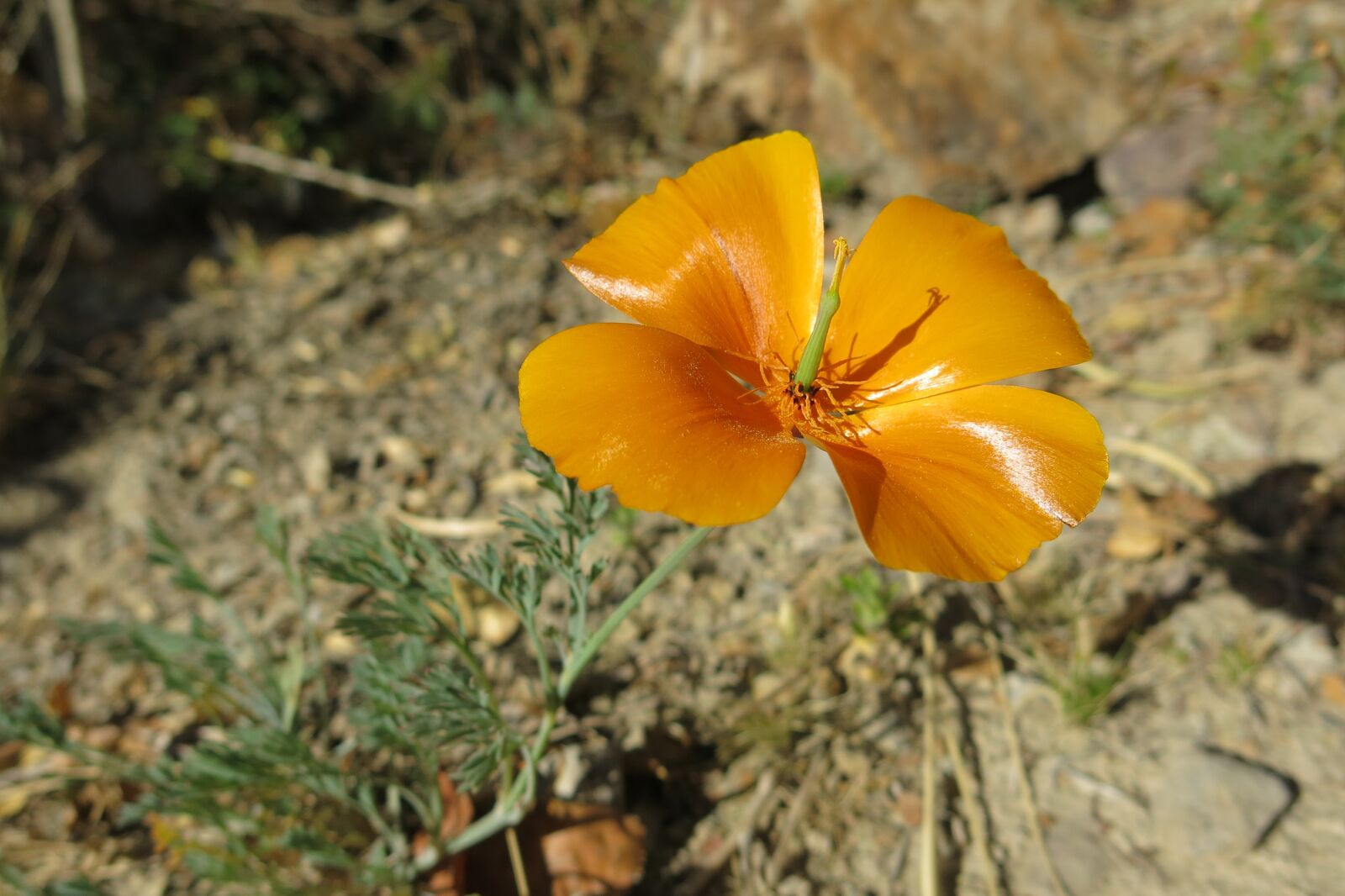 Canon PowerShot G15 sample photo. Andenmohn, suasi, poppy photography