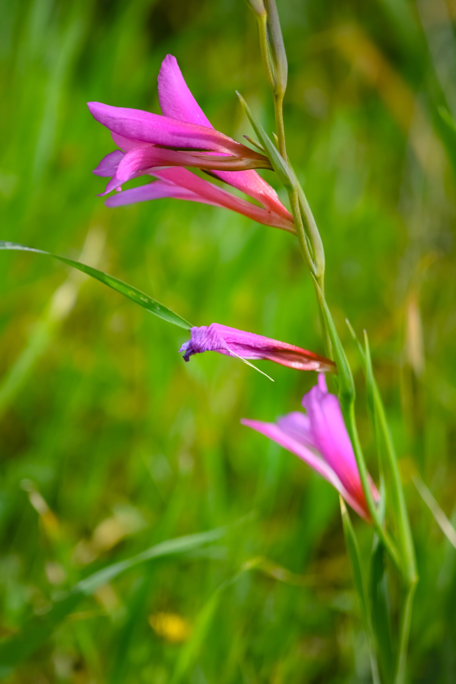 Nikon D3300 sample photo. Wildflower, flower, nature photography