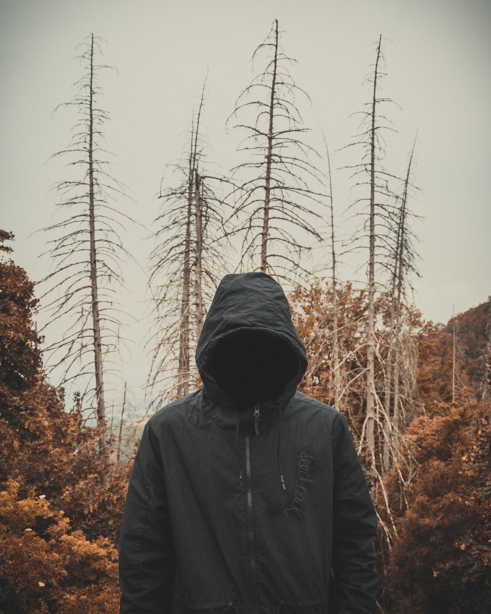 Nikon D3300 sample photo. Forest, dark, trees photography