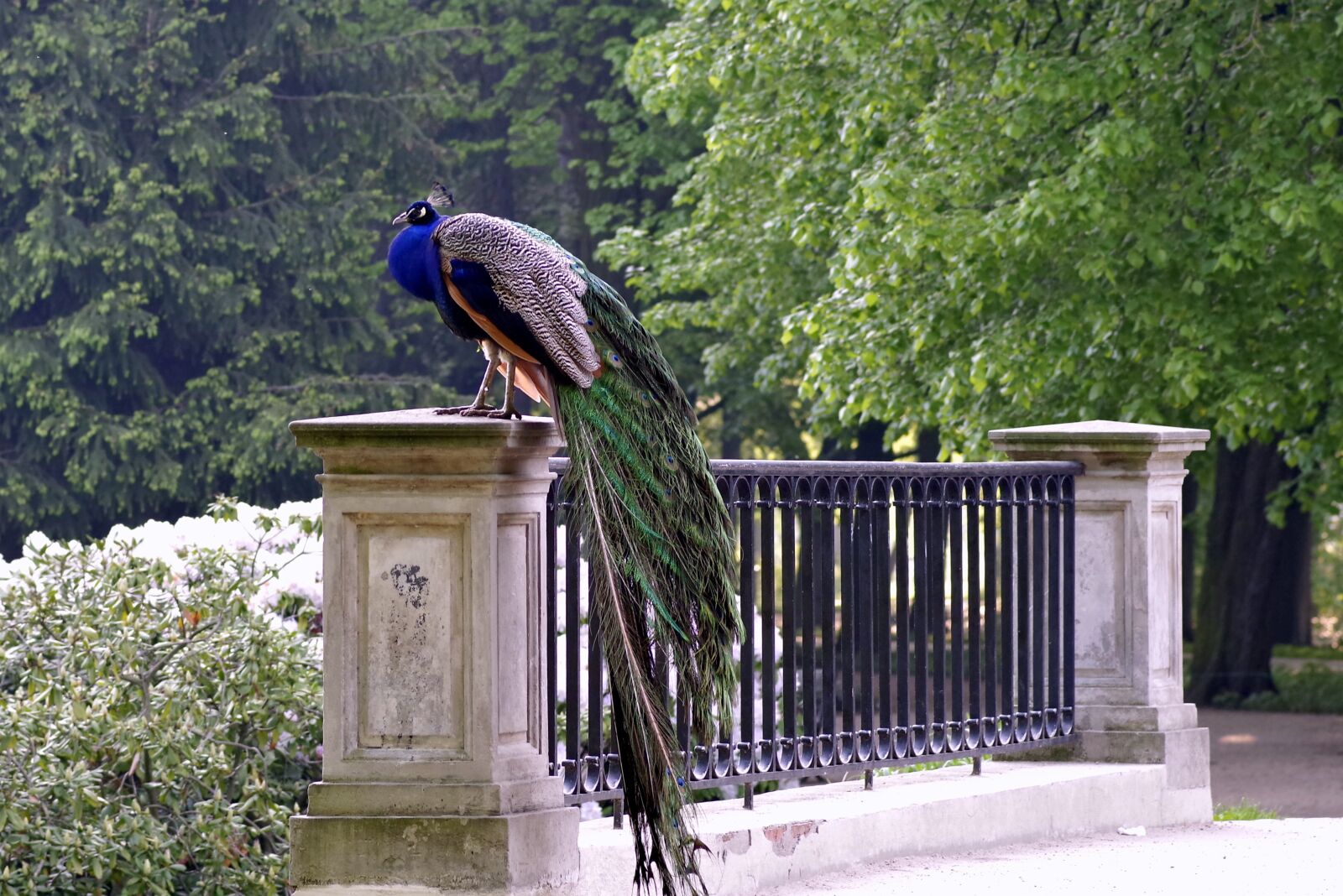 Pentax K-S2 sample photo. Peacock, park, bridge photography