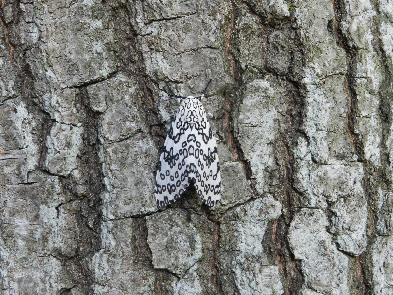 Nikon Coolpix P500 sample photo. Moth, bug, insect photography