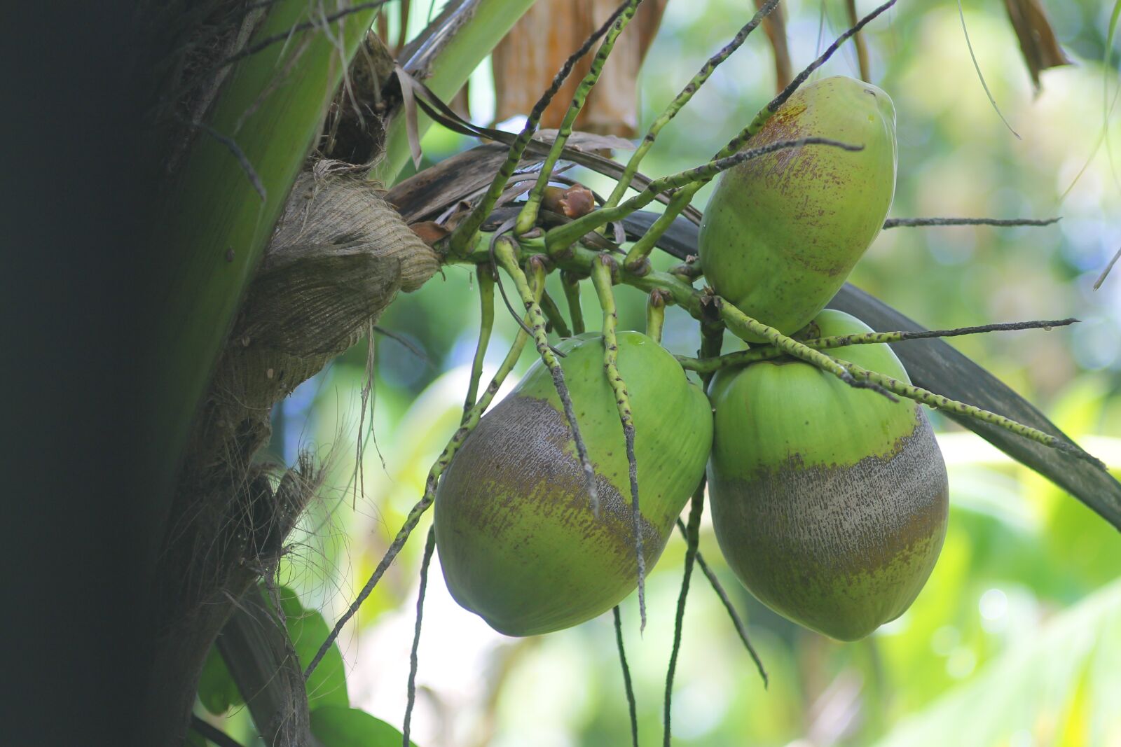 Canon EOS 1100D (EOS Rebel T3 / EOS Kiss X50) sample photo. Coconut, tree, nature photography