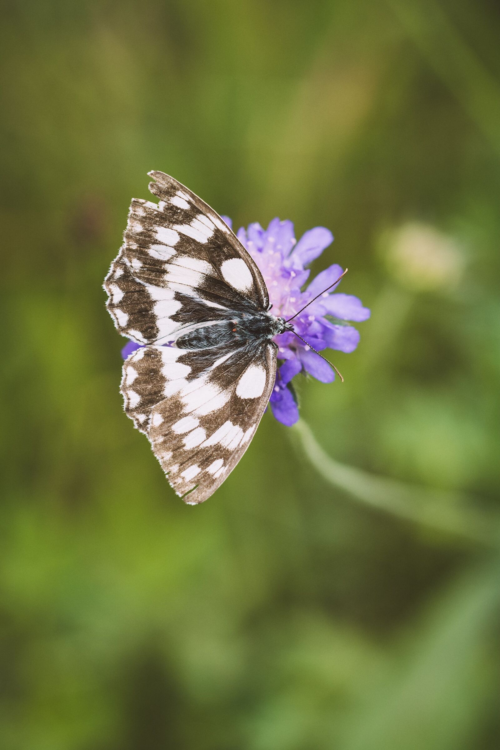 Nikon D7100 sample photo. Butterfly, chess board, women's photography