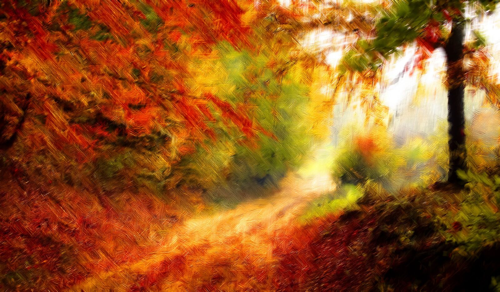 Canon EOS 600D (Rebel EOS T3i / EOS Kiss X5) sample photo. Road, forest, season photography