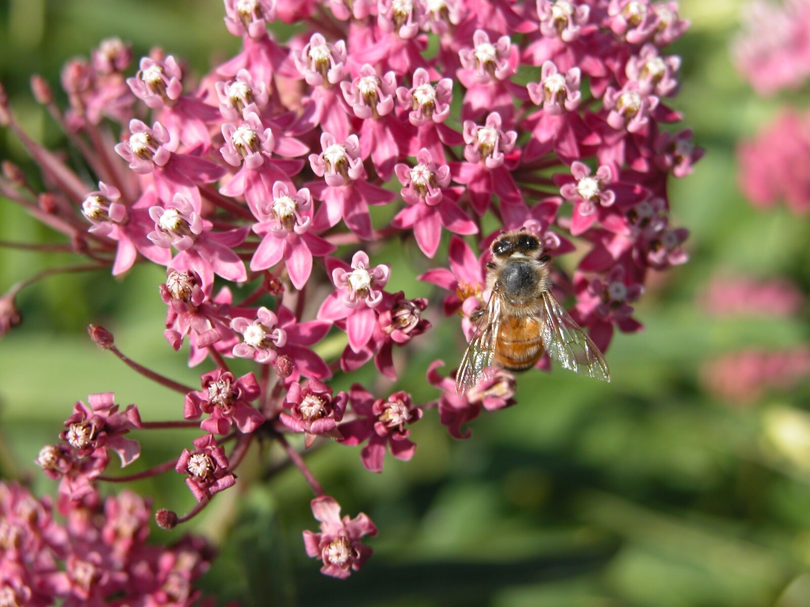 Nikon E5700 sample photo. Swamp milkweed, red milkweed photography