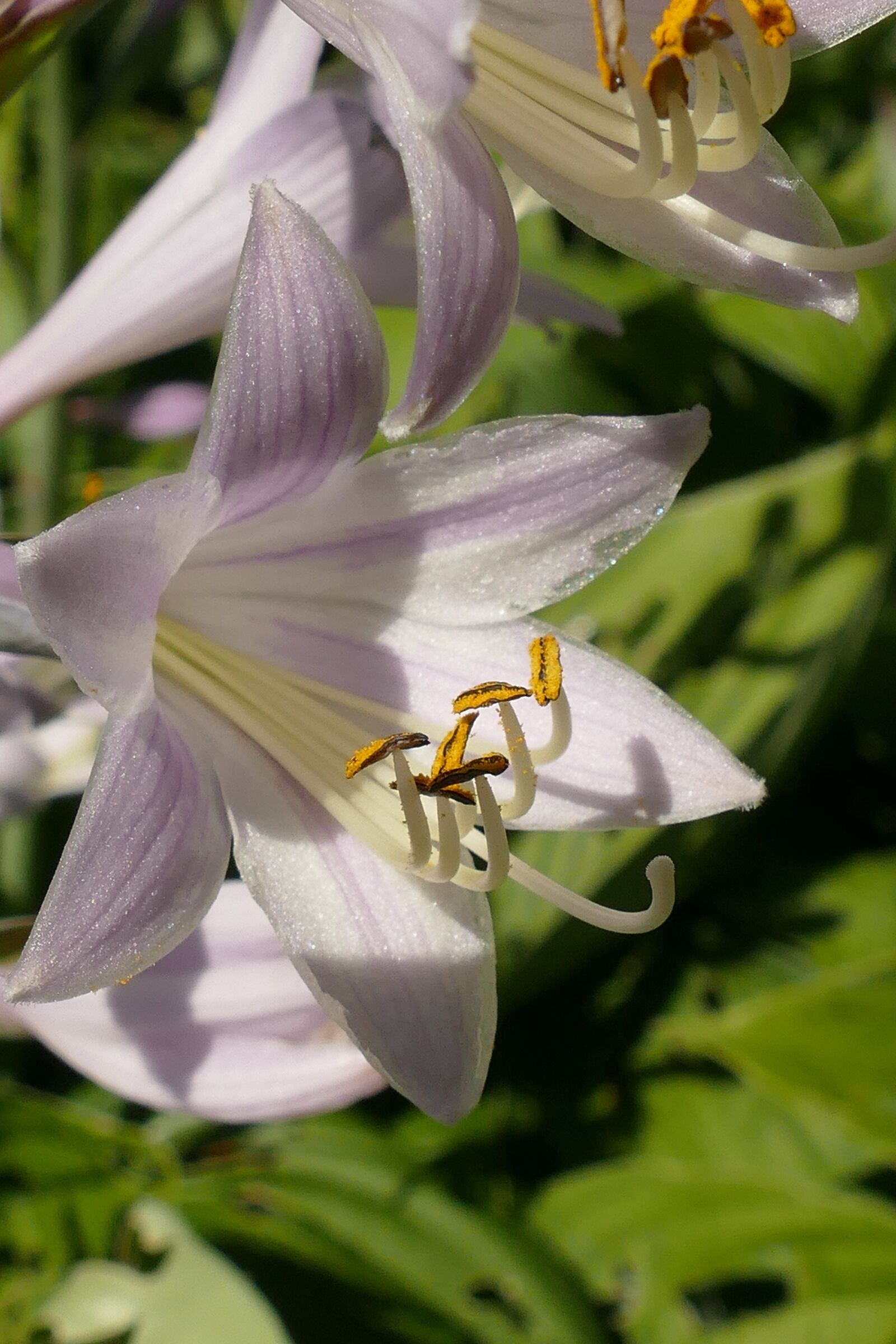 Panasonic Lumix DMC-FZ1000 sample photo. Lily, flower, plant photography