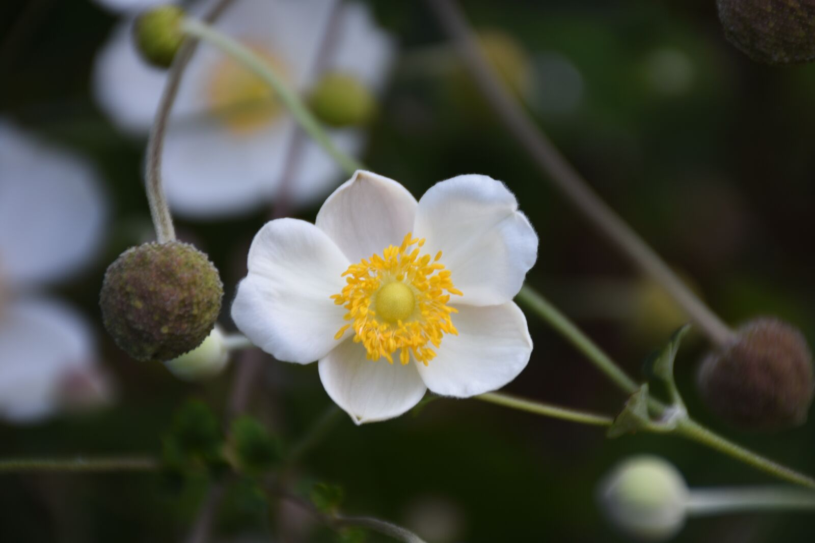 Nikon D7200 sample photo. Blossom, bloom, white photography