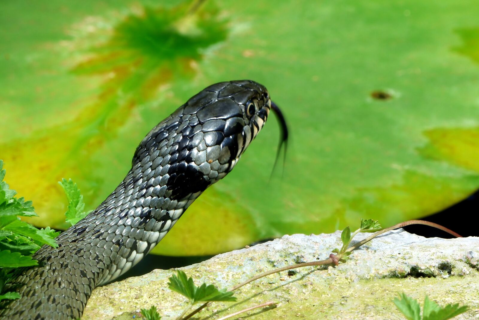 Panasonic Lumix DMC-FZ200 sample photo. Snake, reptile, animal photography