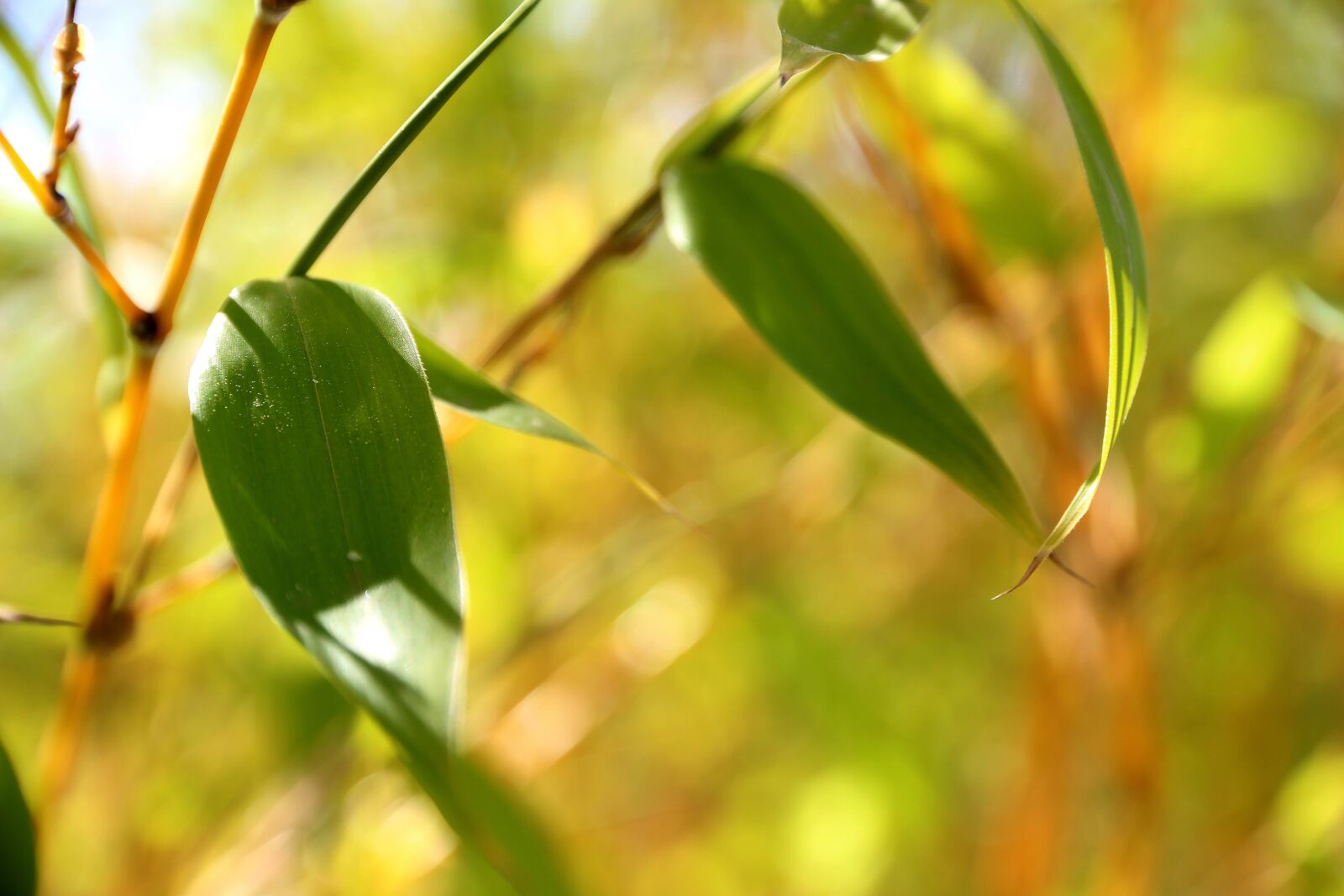 Canon EOS 650D (EOS Rebel T4i / EOS Kiss X6i) sample photo. Bamboo, green, wellness photography