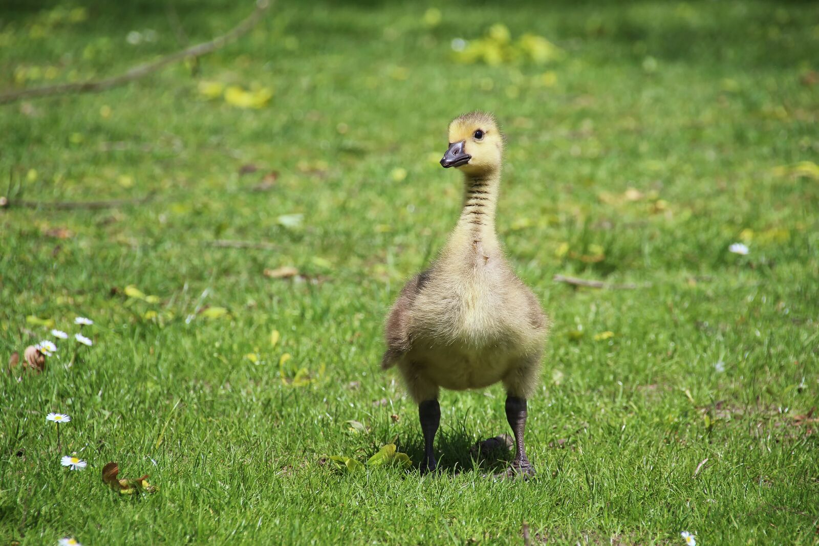 Canon EOS 700D (EOS Rebel T5i / EOS Kiss X7i) sample photo. Duck, young duck, bird photography