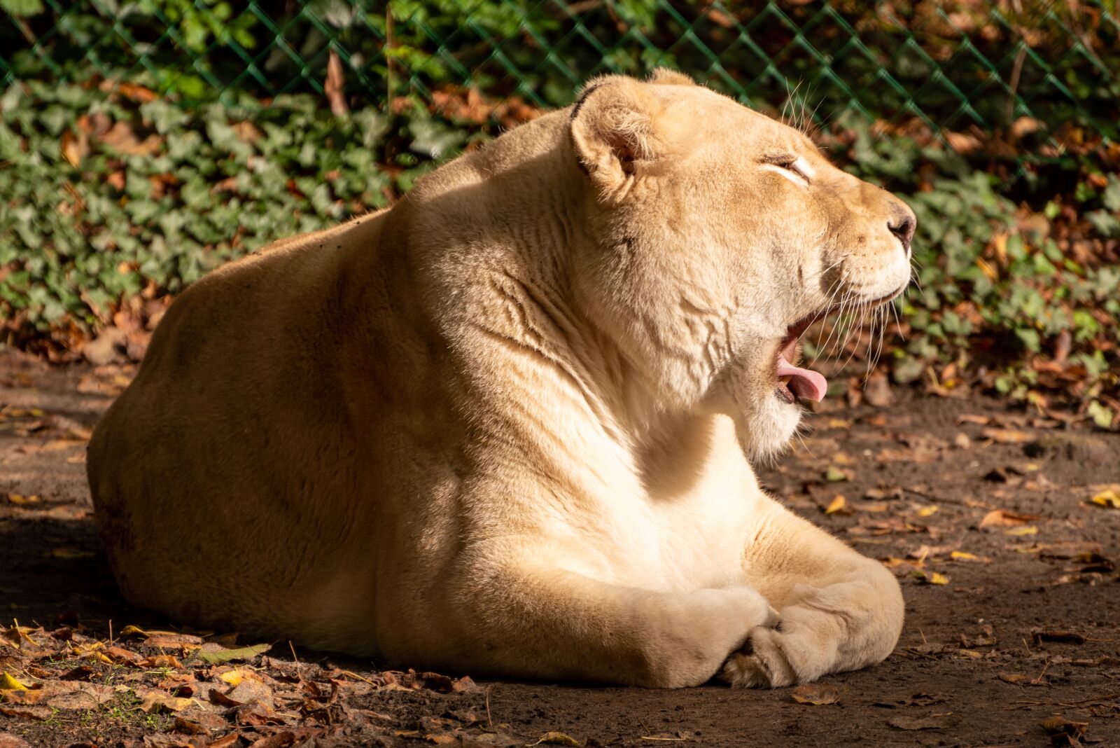 Nikon D750 sample photo. Zoo, lioness, shout photography