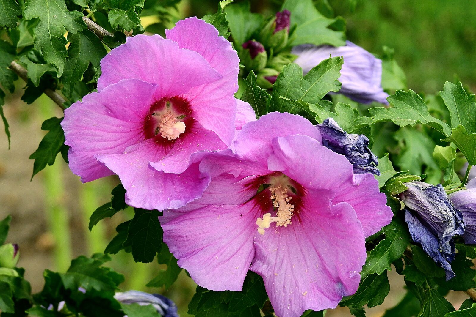 Nikon Coolpix P900 sample photo. Hibiscus, flowers, garden photography