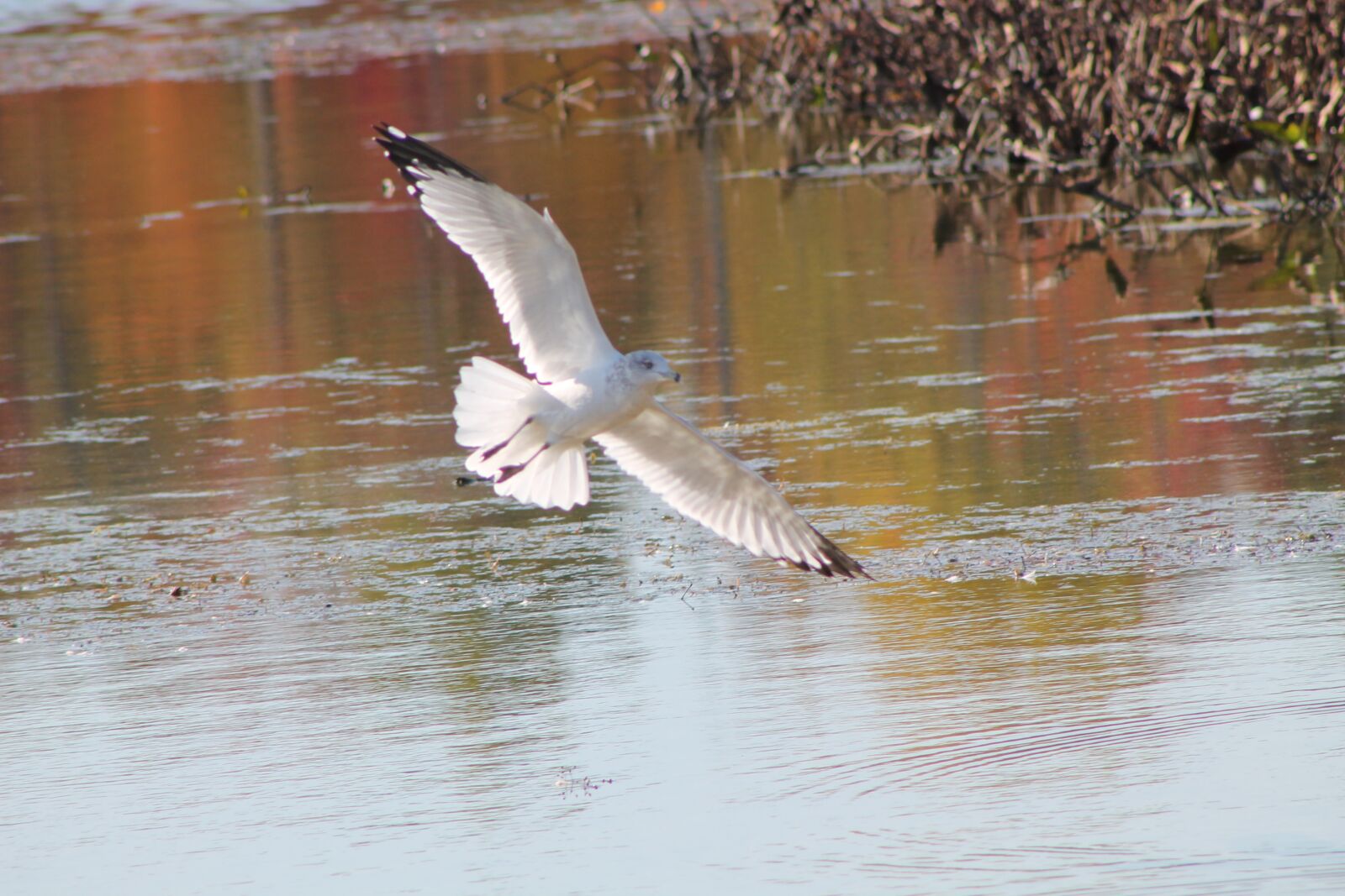 Canon EOS 1100D (EOS Rebel T3 / EOS Kiss X50) sample photo. Gull, seagull, lake photography