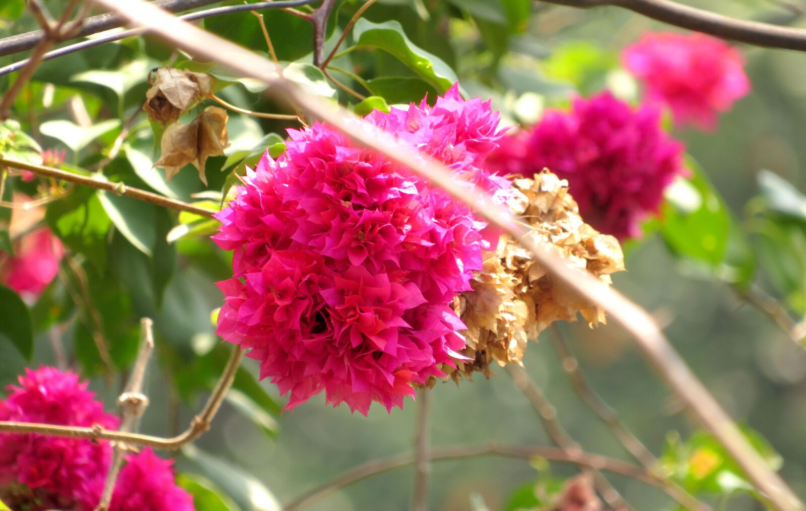 Canon PowerShot SX540 HS sample photo. Purple, flowers, nature photography