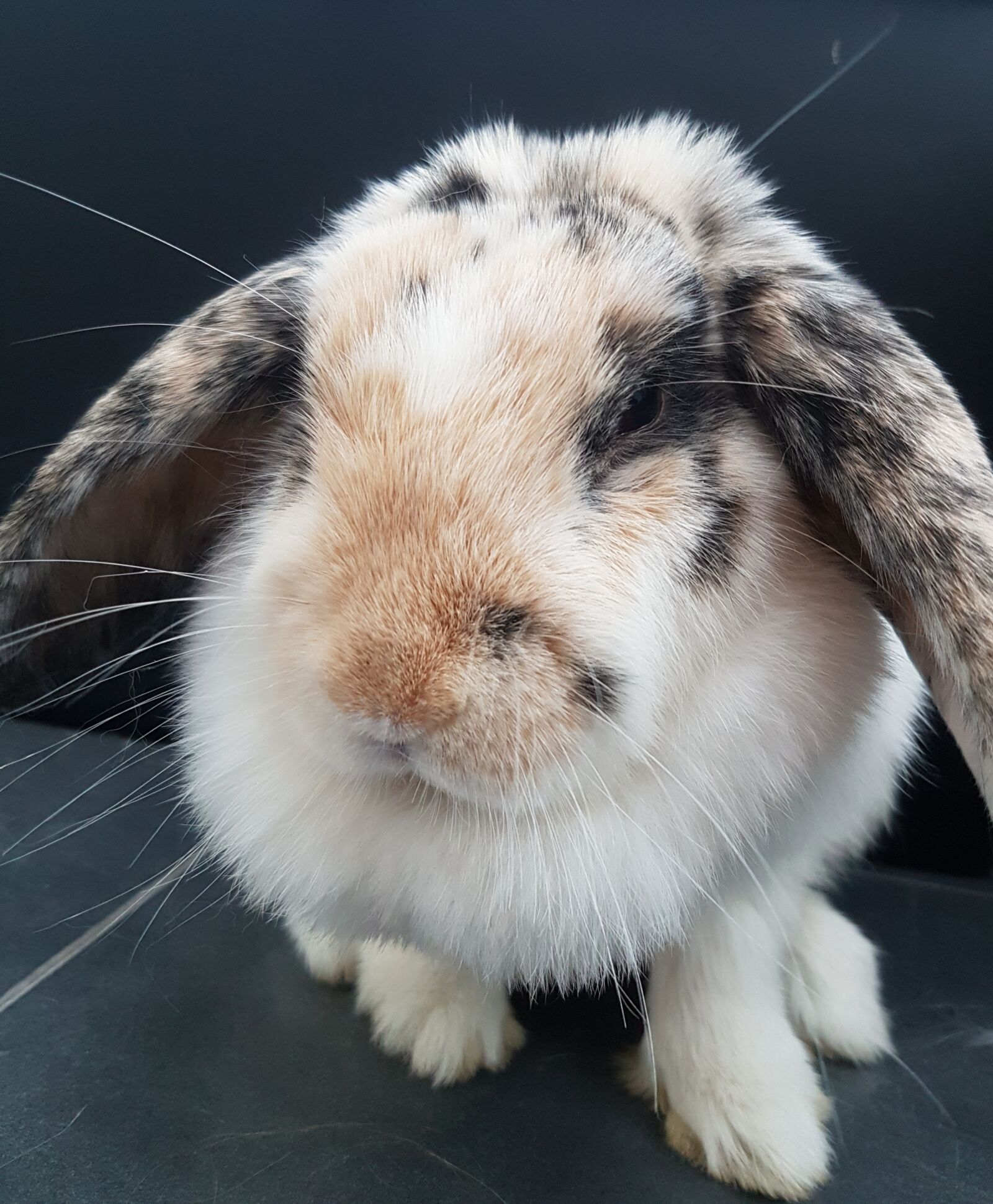 Samsung Galaxy S7 sample photo. Rabbit, lop-eared rabbit, furry photography