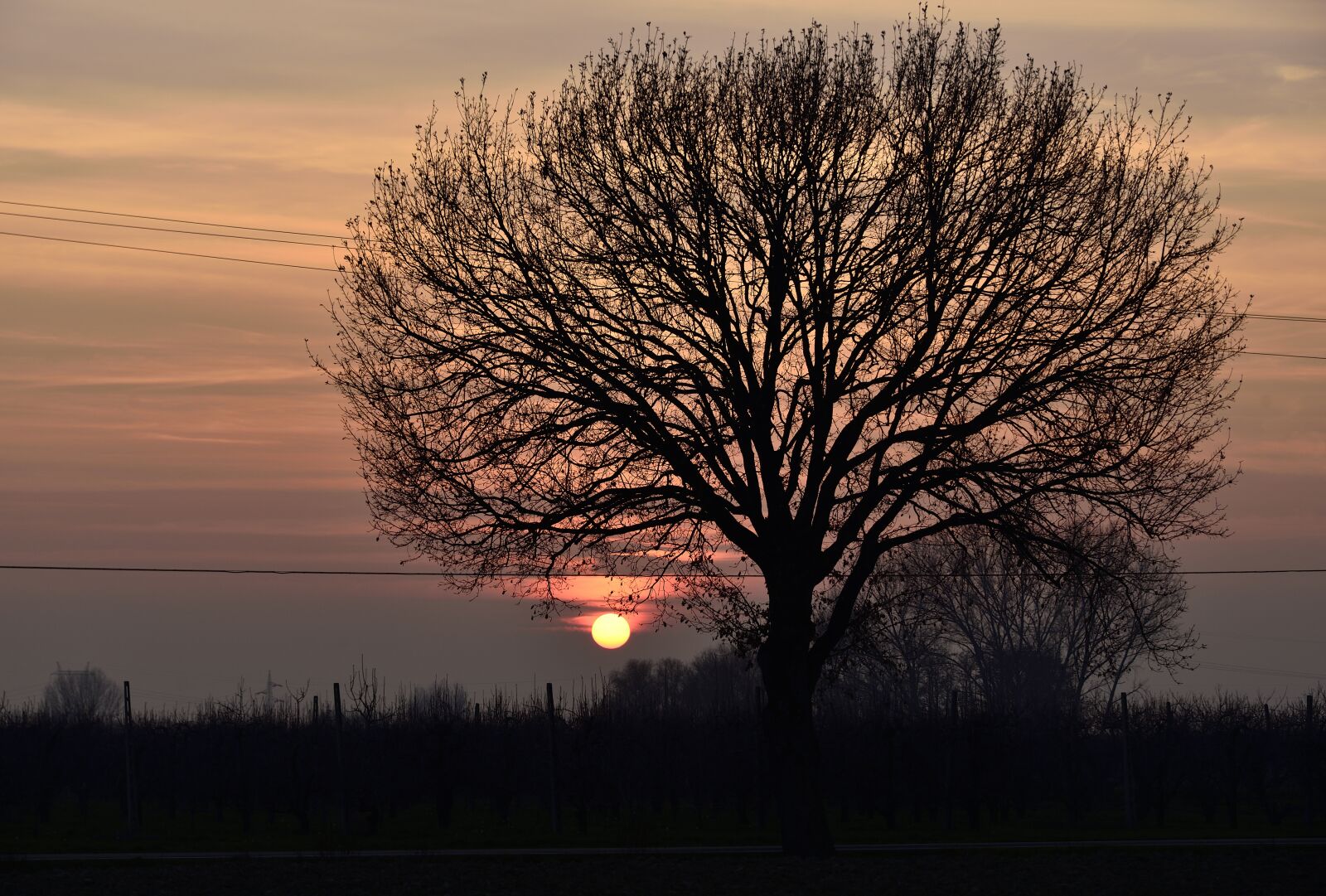 Nikon D800 sample photo. Sunset, tree, nature photography