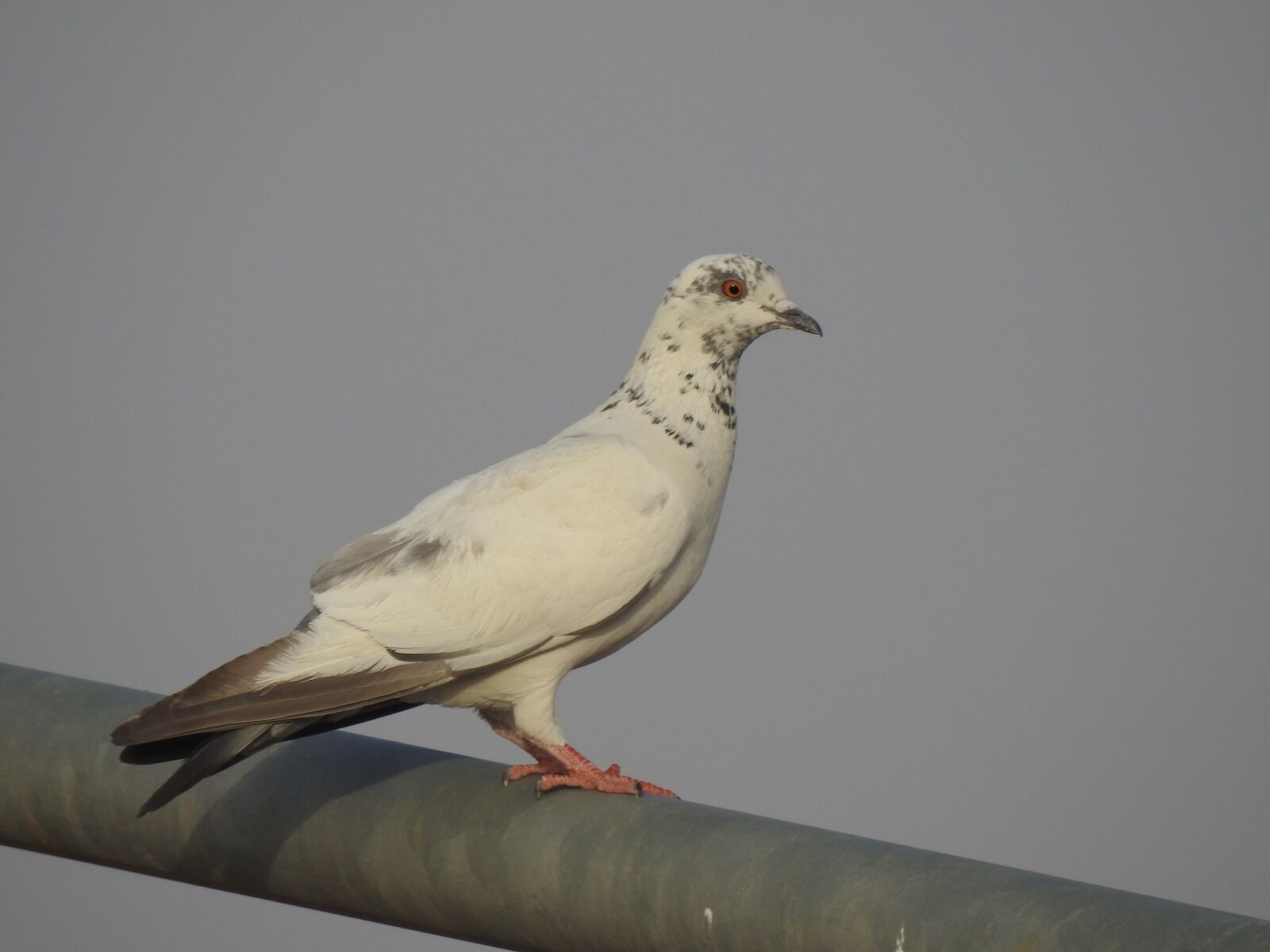 Nikon Coolpix P900 sample photo. Saudi, arabia, bird photography