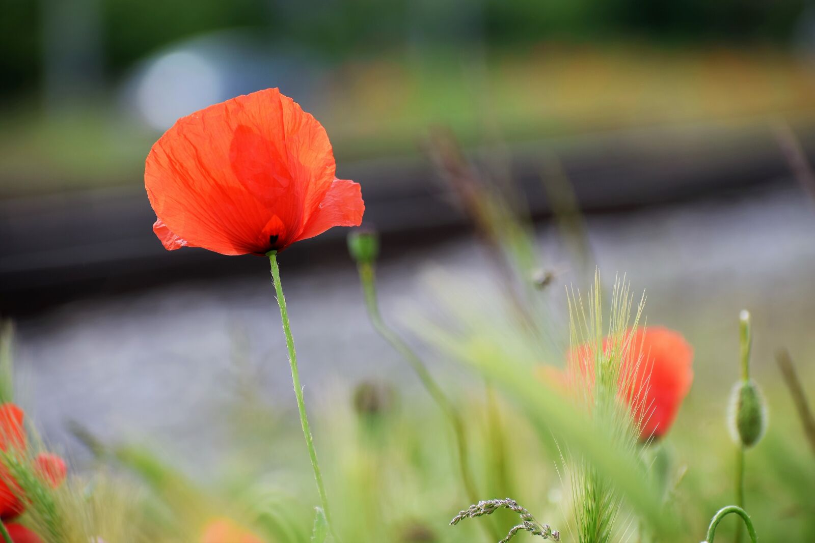 Nikon D3300 sample photo. Red poppies, flower, spring photography