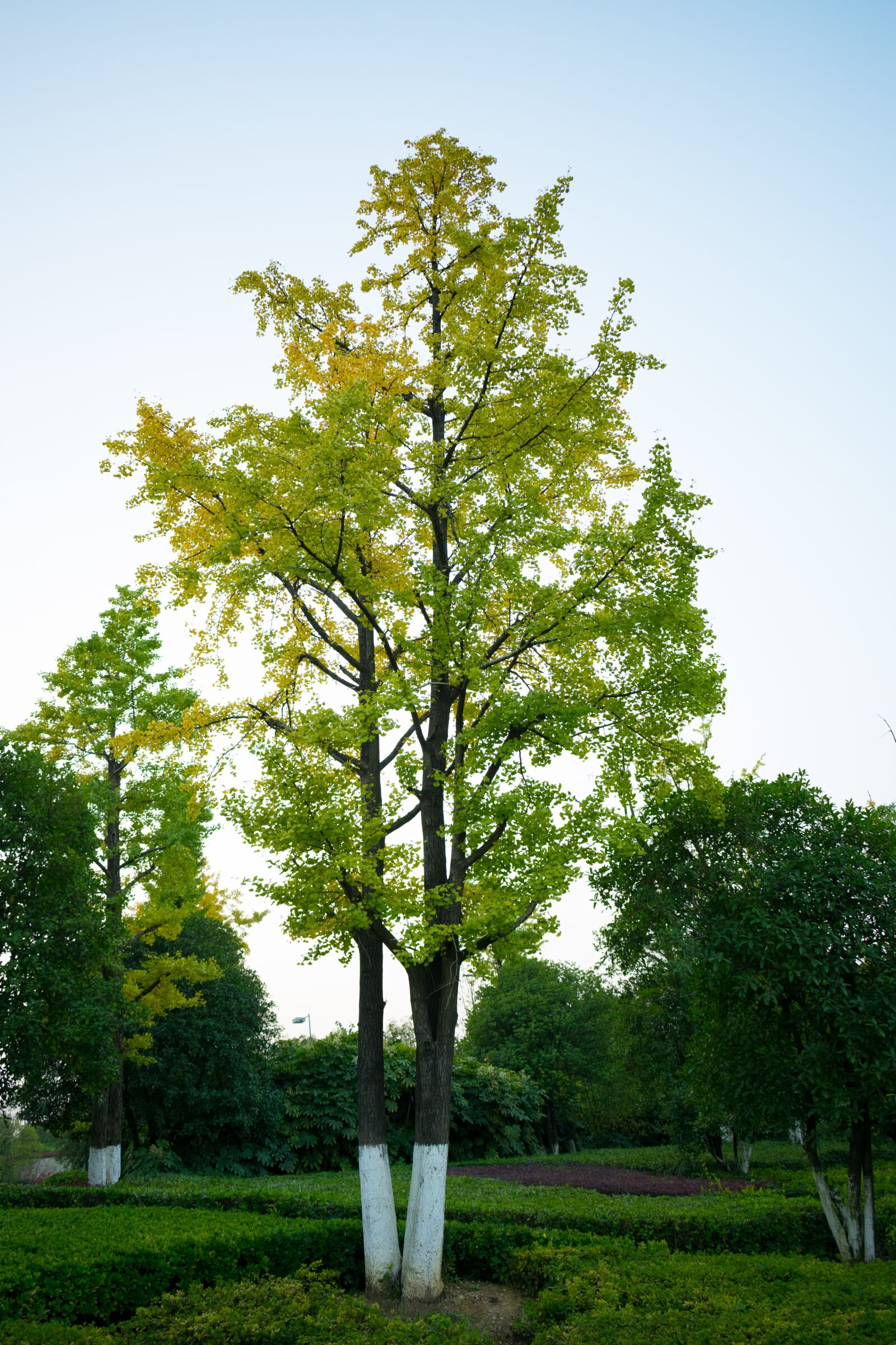 Nikon D3400 sample photo. Ginkgo trees, guiyang, zhongtian photography