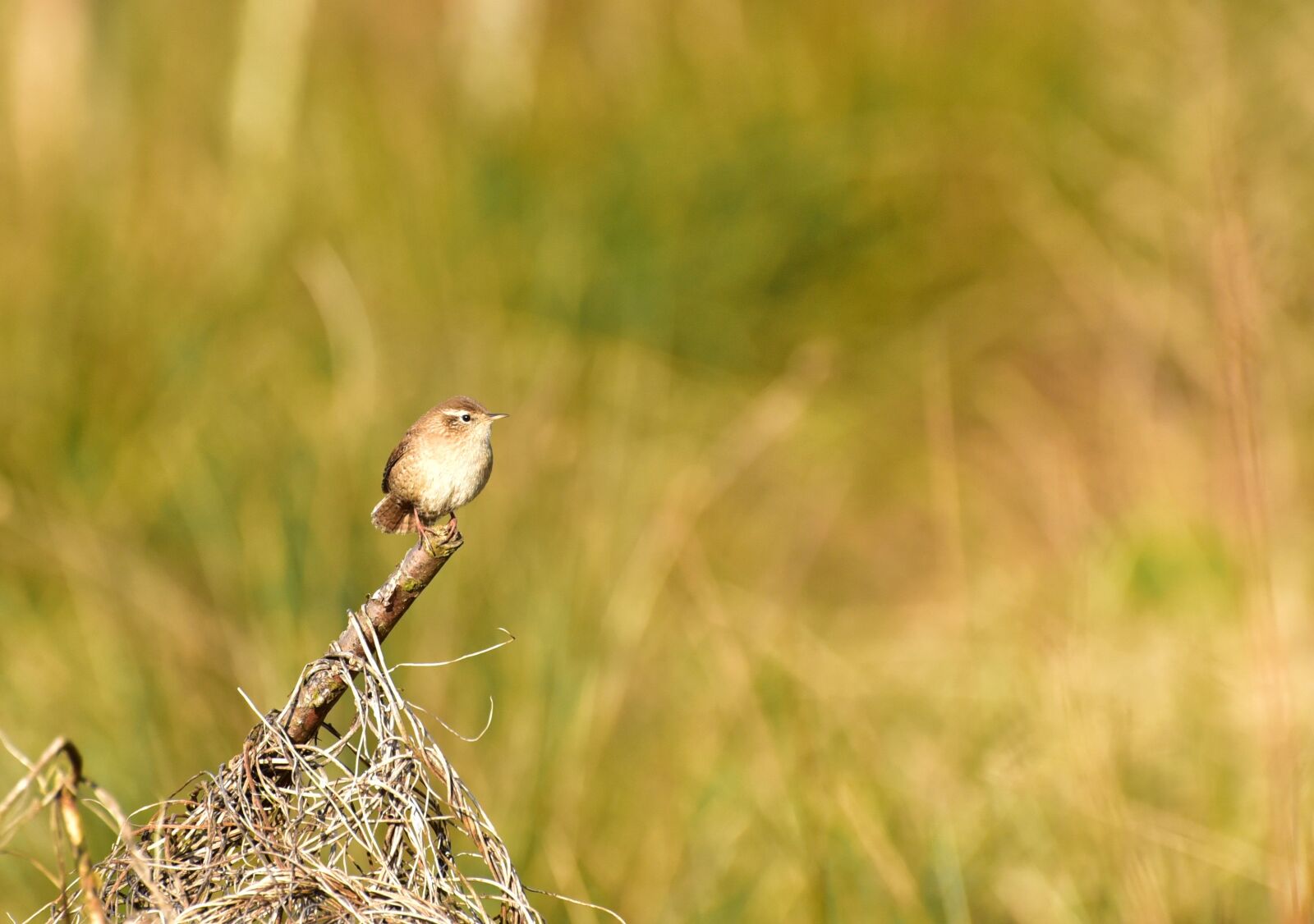 Nikon D750 sample photo. Bird, small, garden photography