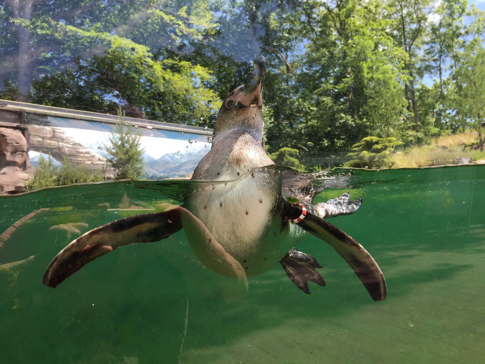 iPhone 6 back camera 4.15mm f/2.2 sample photo. Penguin, penguins, bird photography
