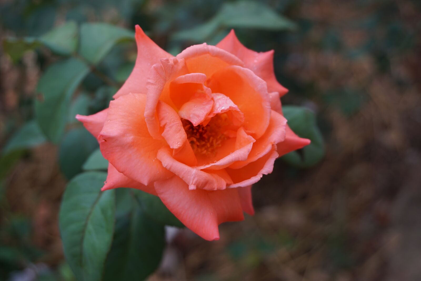 Sony a5100 sample photo. Flowers, a rose, rose photography