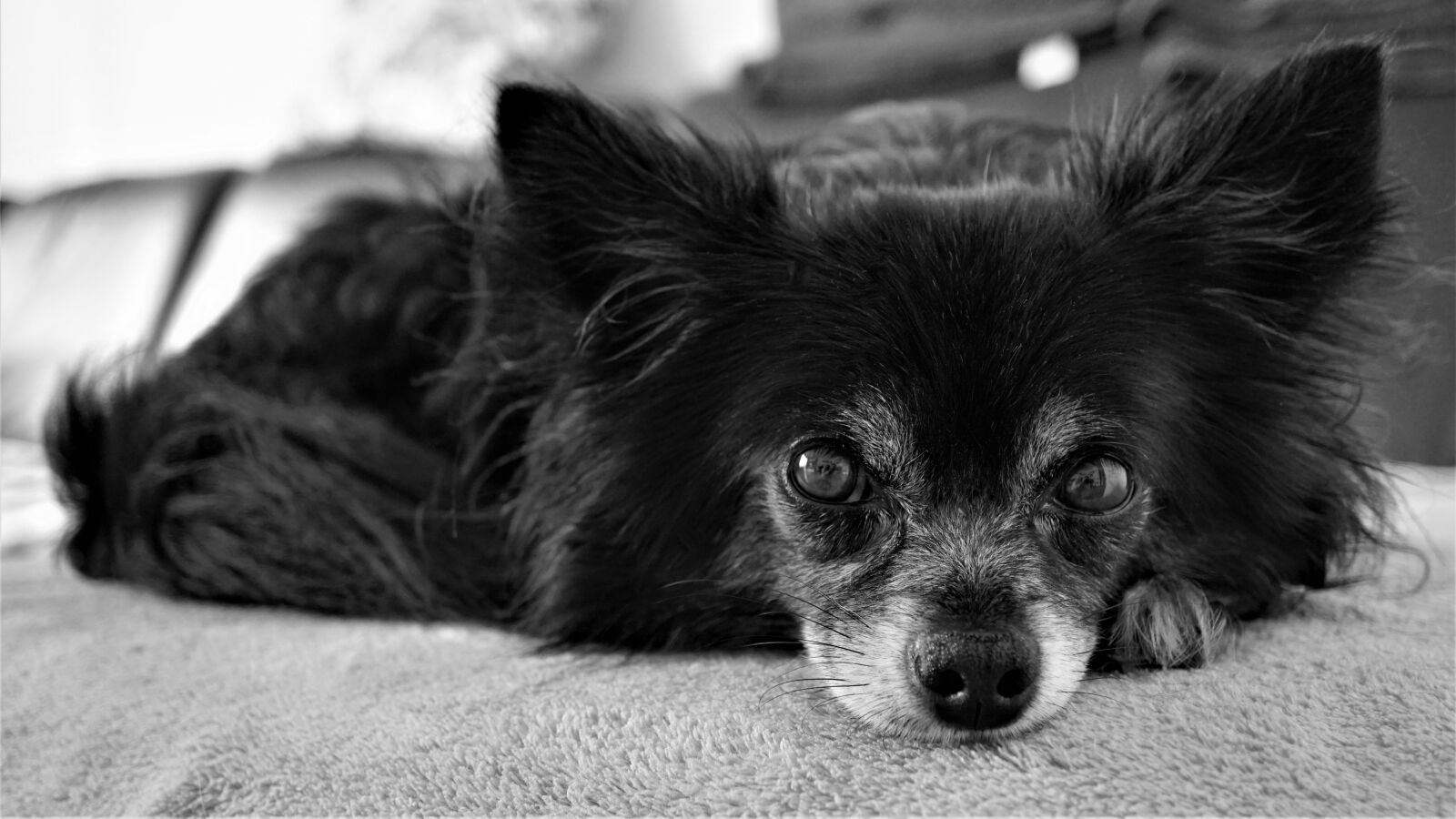 Sony a6000 + Sony E 30mm F3.5 Macro sample photo. Chihuahua black and white photography