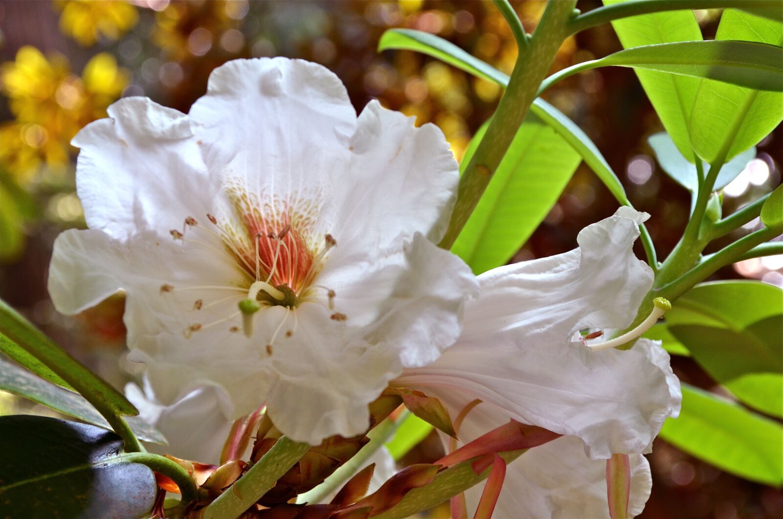 Nikon D5100 sample photo. Blossom, white, nature photography