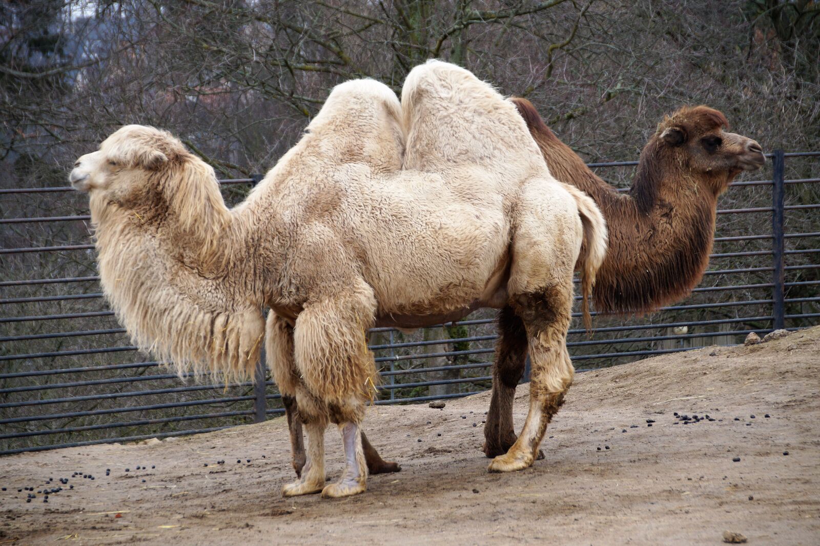 Sony SLT-A58 sample photo. Camel, animal, sahara photography