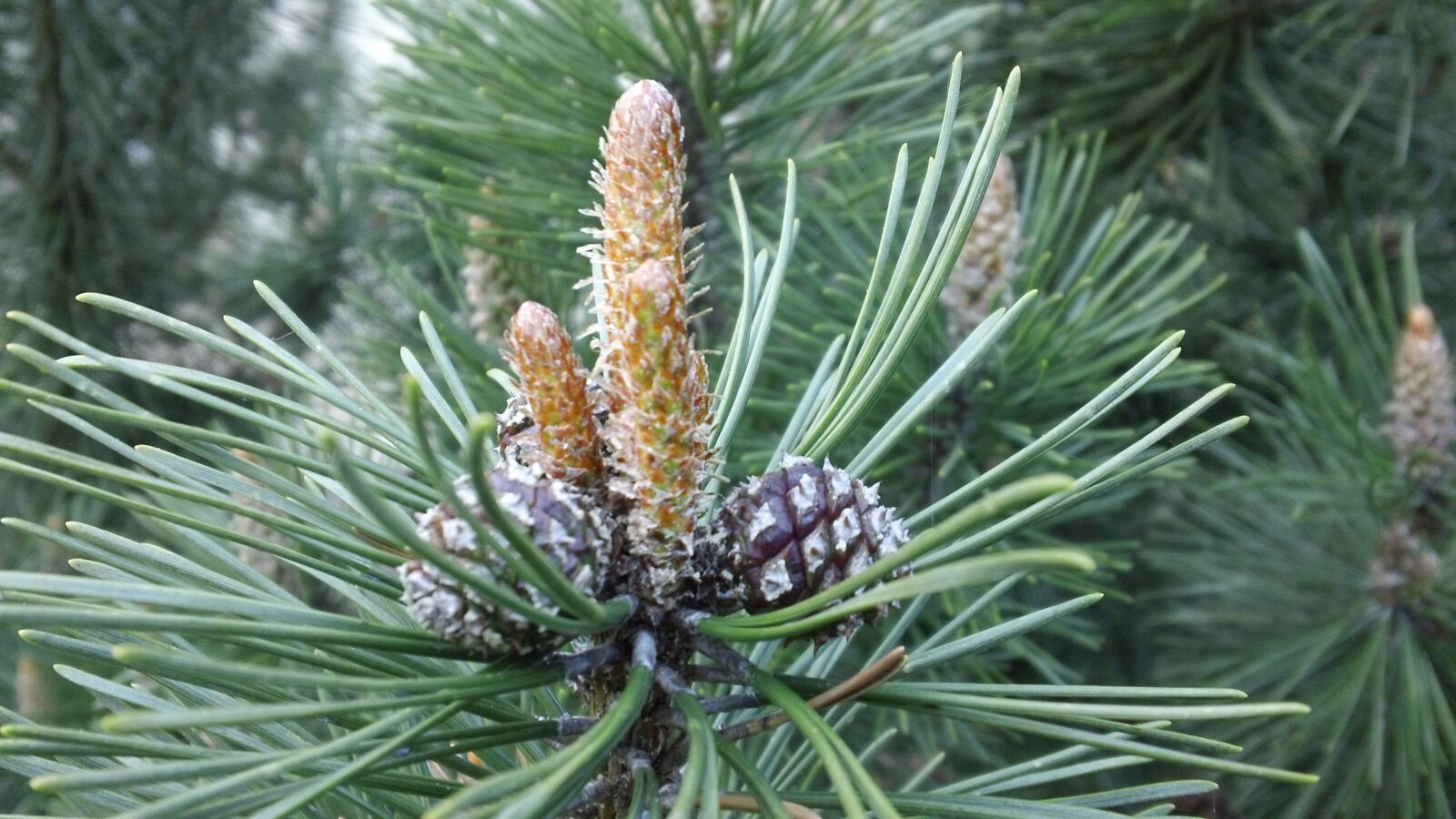 Sony MHS-TS20 sample photo. Pine cone, fir, tree photography