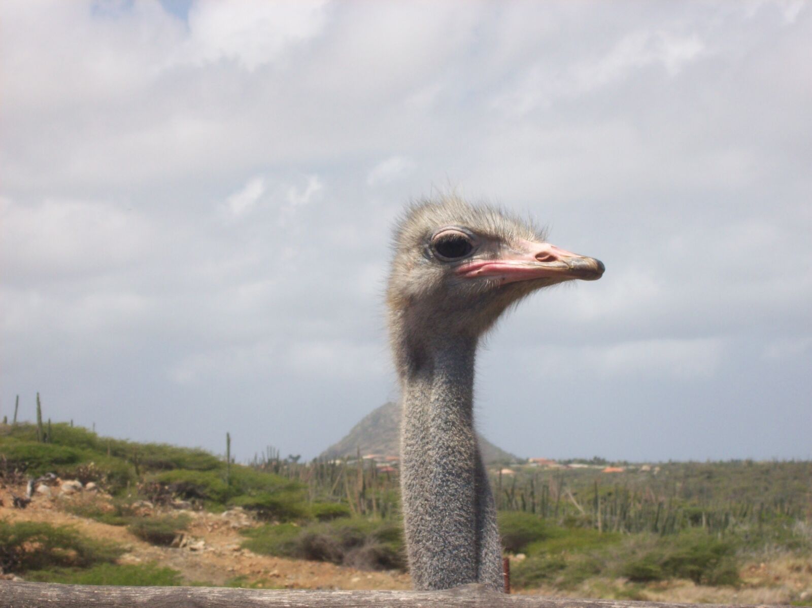 Kodak EASYSHARE C613 ZOOM DIGITAL CAMERA sample photo. Ostrich, aruba, bird photography