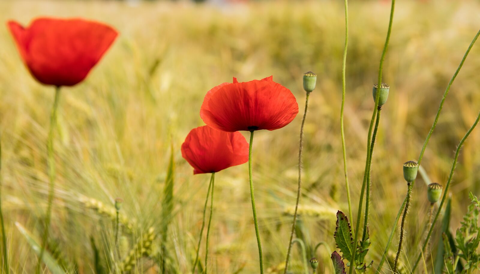 Canon EOS 80D sample photo. Poppy, klatschmohn, blossom photography