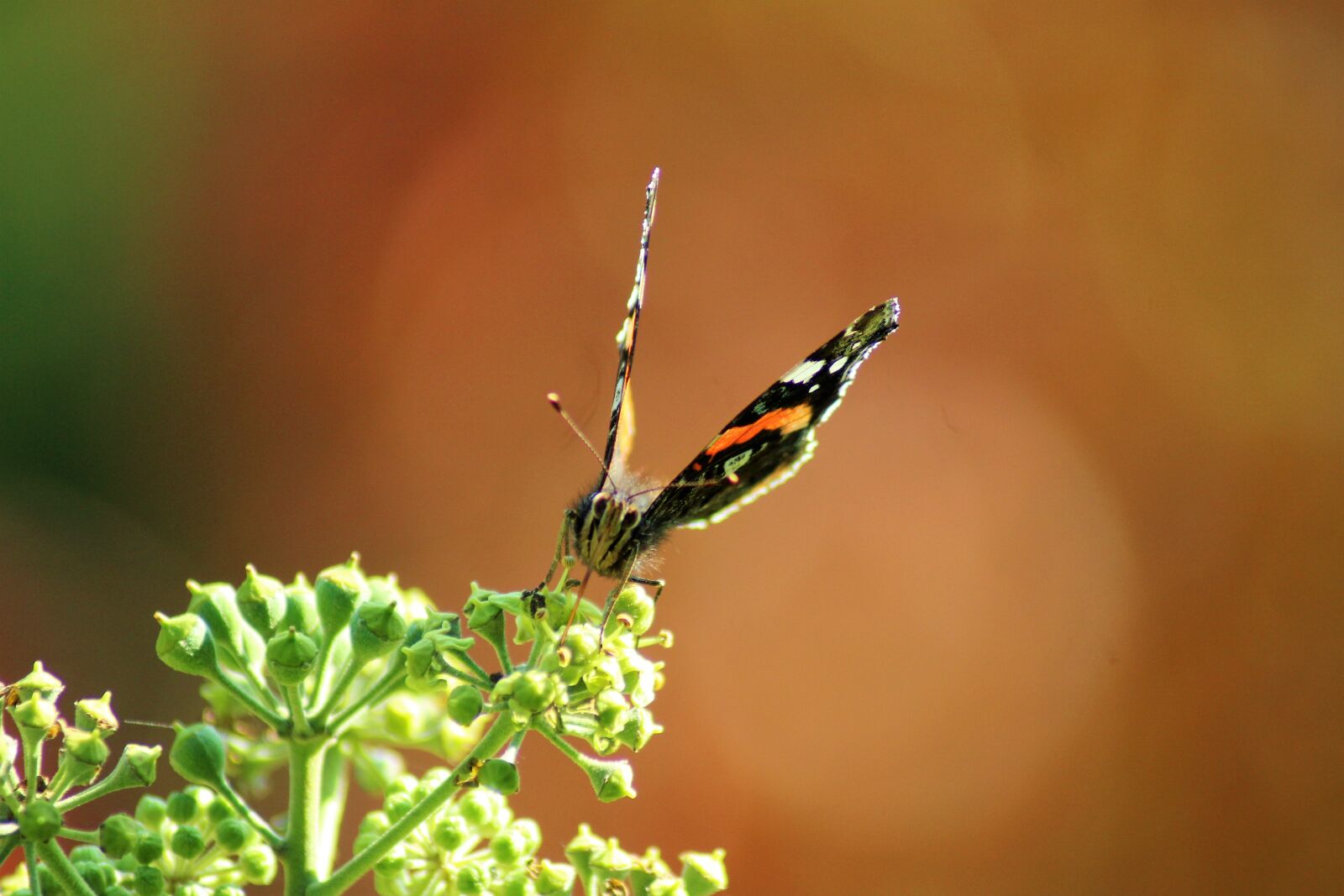Canon EOS 1300D (EOS Rebel T6 / EOS Kiss X80) sample photo. Butterfly, wing, insect photography