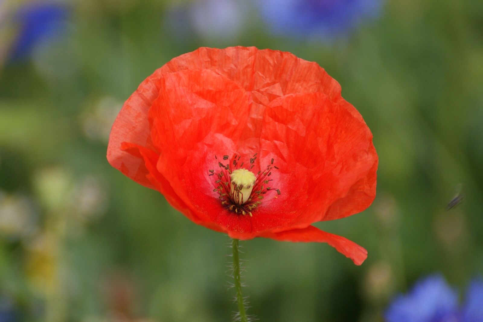 Sony Alpha DSLR-A350 sample photo. Poppy, red, red poppy photography
