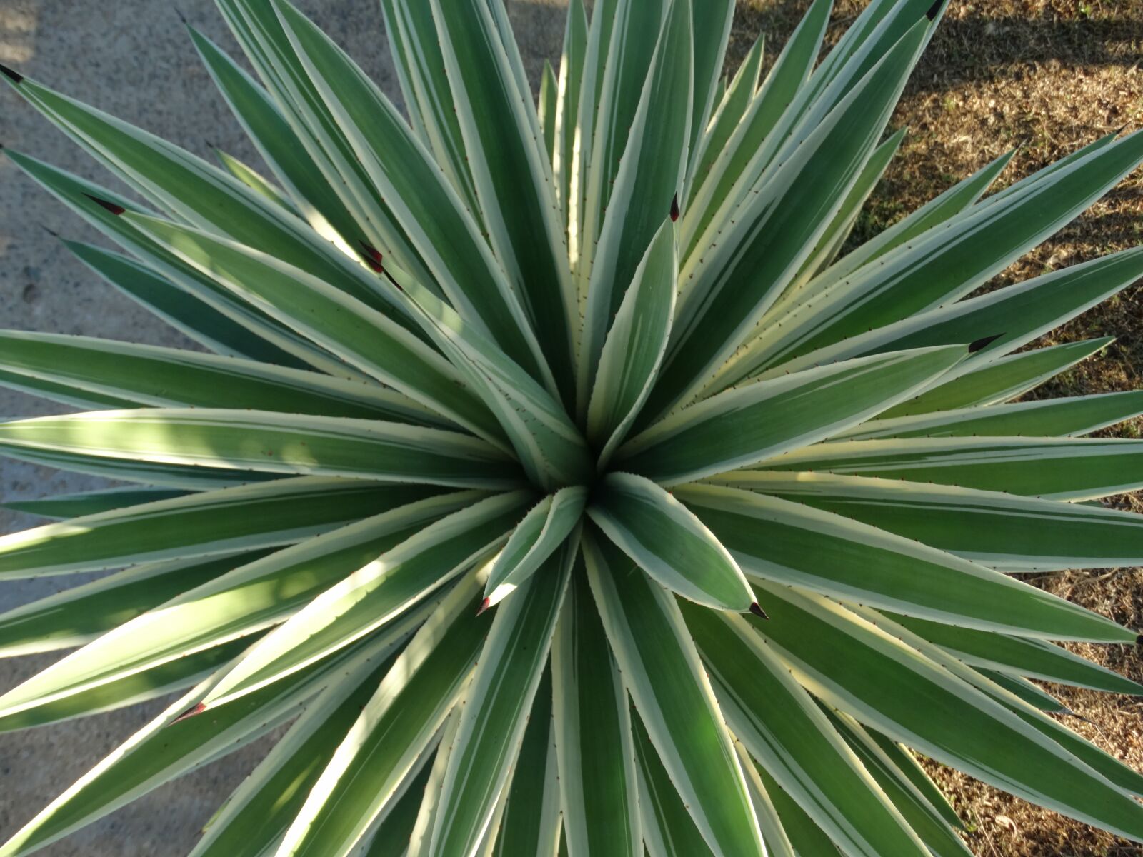 Sony Cyber-shot DSC-HX300 sample photo. Vegetation, garden, plants photography