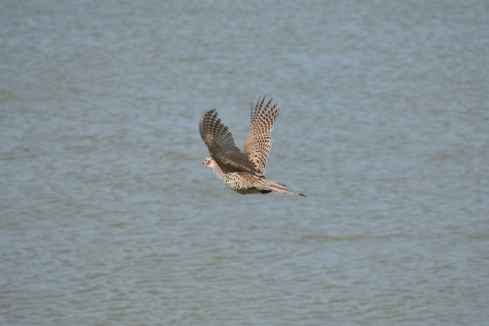 Nikon D7200 sample photo. Animal, river, bird photography