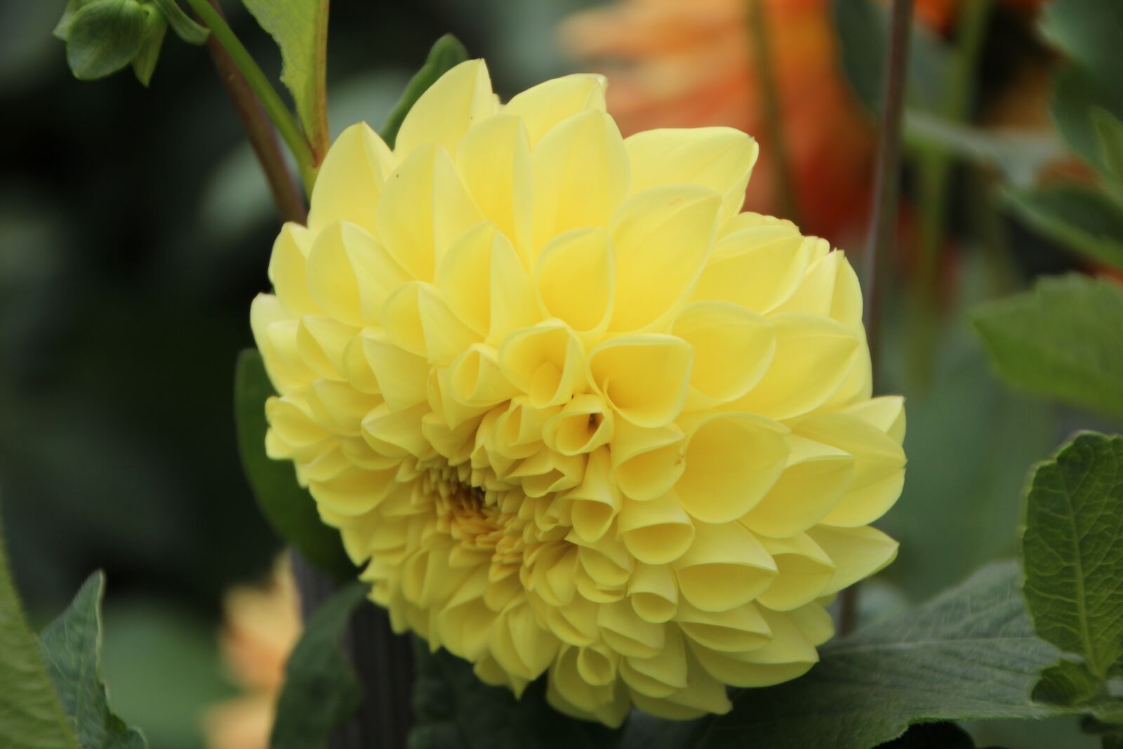 Canon EOS 600D (Rebel EOS T3i / EOS Kiss X5) sample photo. Pompon dahlia, dahlia yellow photography