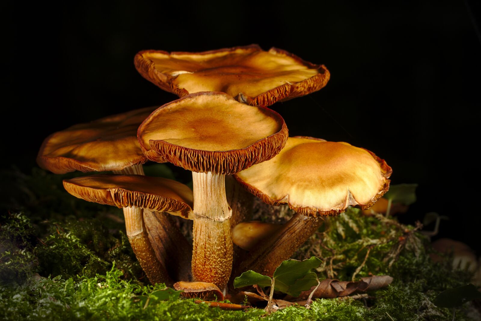 Canon EOS M5 sample photo. Mushroom, mushrooms, forest photography