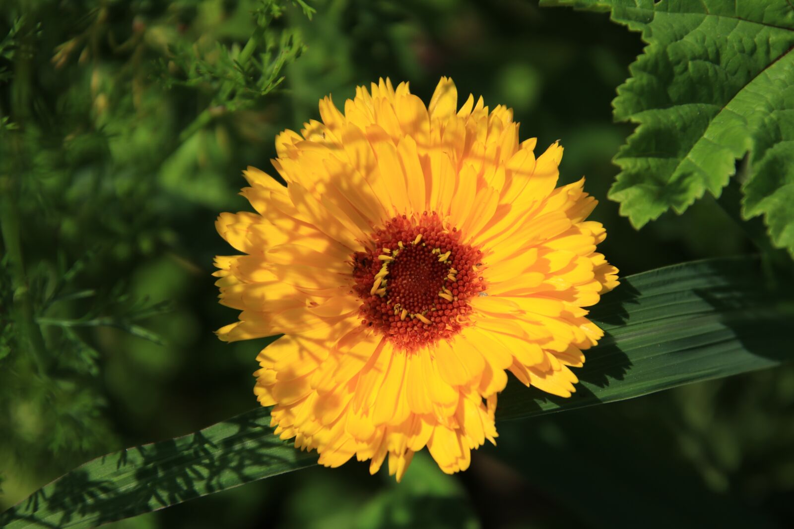 Canon EOS 80D sample photo. Flower, yellow, marigold photography