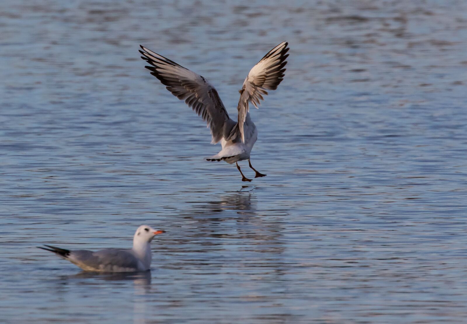 Canon EOS 7D Mark II sample photo. Black headed gull, winter photography