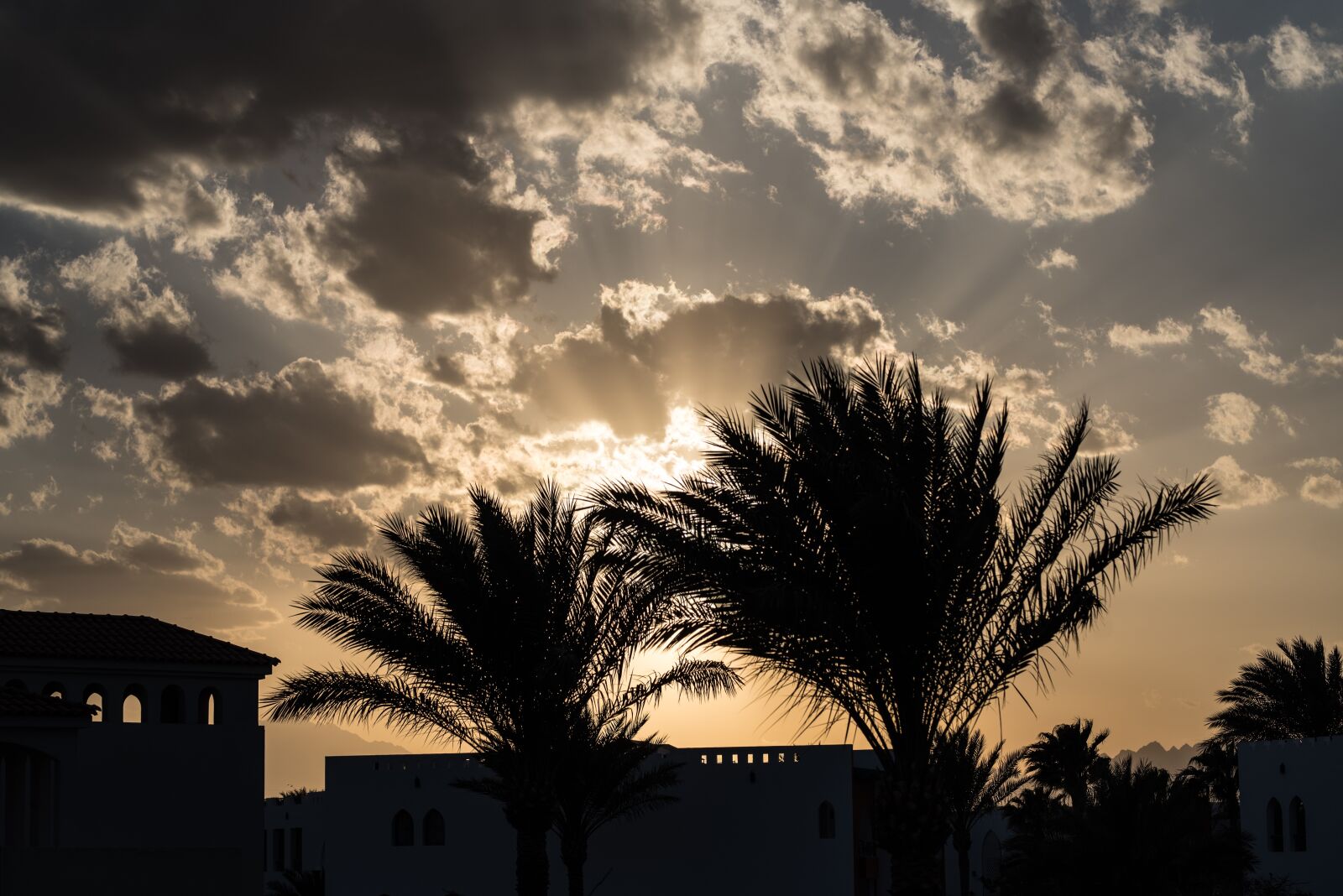 Nikon D750 sample photo. Egypt, palm trees, plant photography