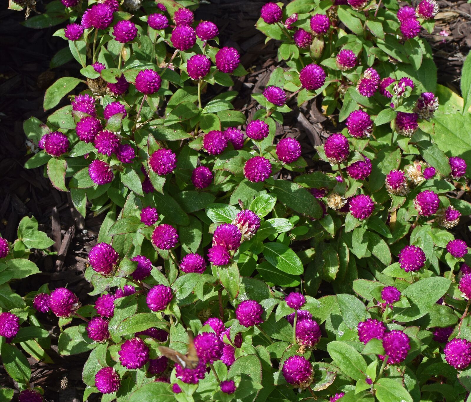 Nikon D3300 sample photo. Globe flower, flower, blossom photography