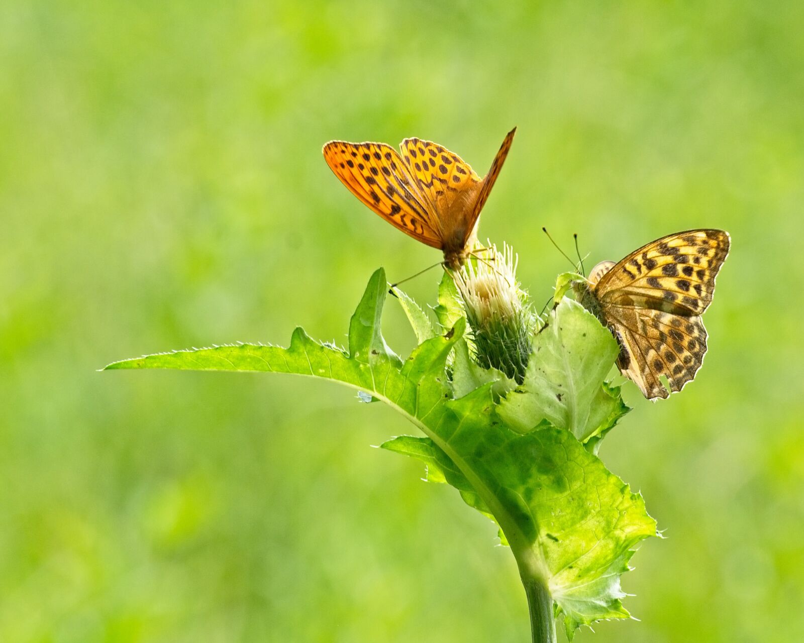 Nikon D7100 sample photo. Butterfly, mother of pearl photography