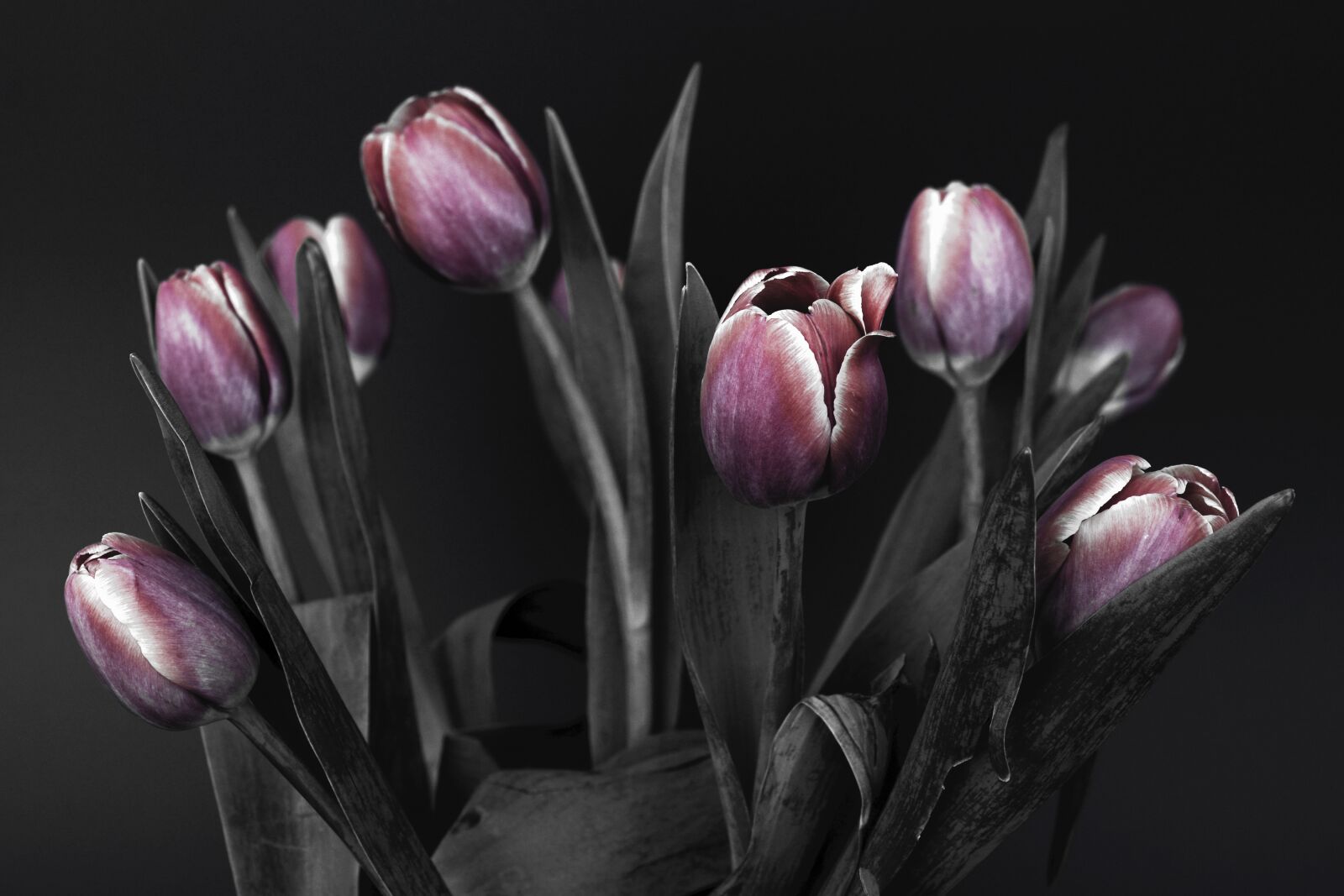 Nikon D7100 sample photo. Tulips, spring, pink photography