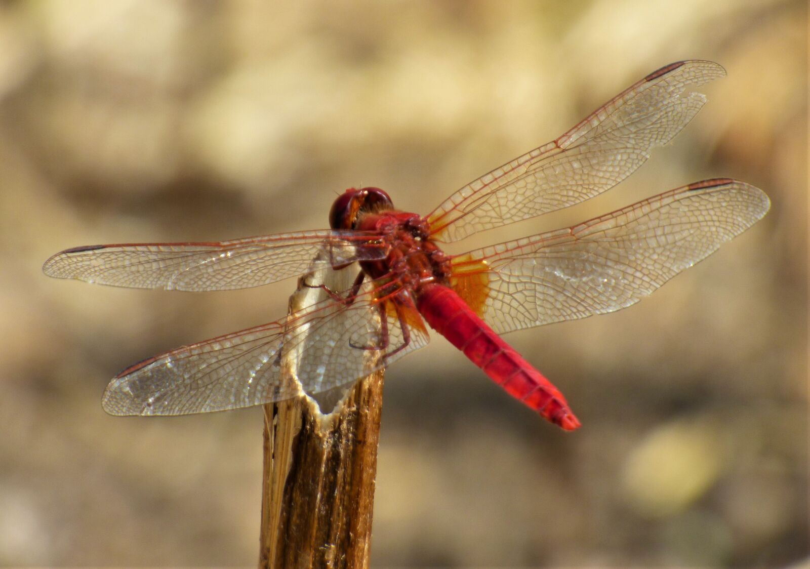 Panasonic DMC-FZ72 sample photo. Insect, libellulidé, sympetrum blood photography