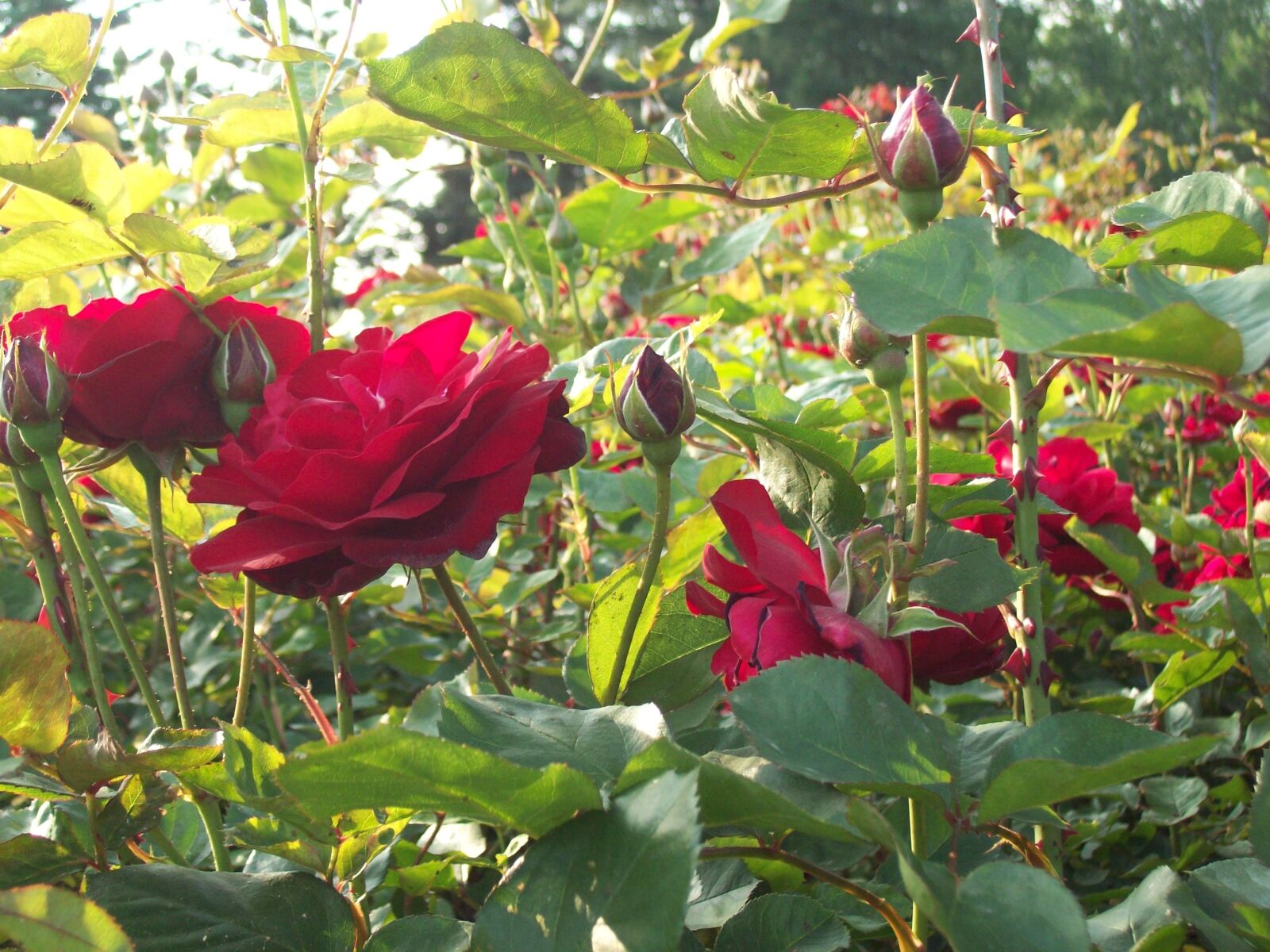 Kodak EASYSHARE C813 ZOOM DIGITAL CAMERA sample photo. Red roses, flowers, garden photography