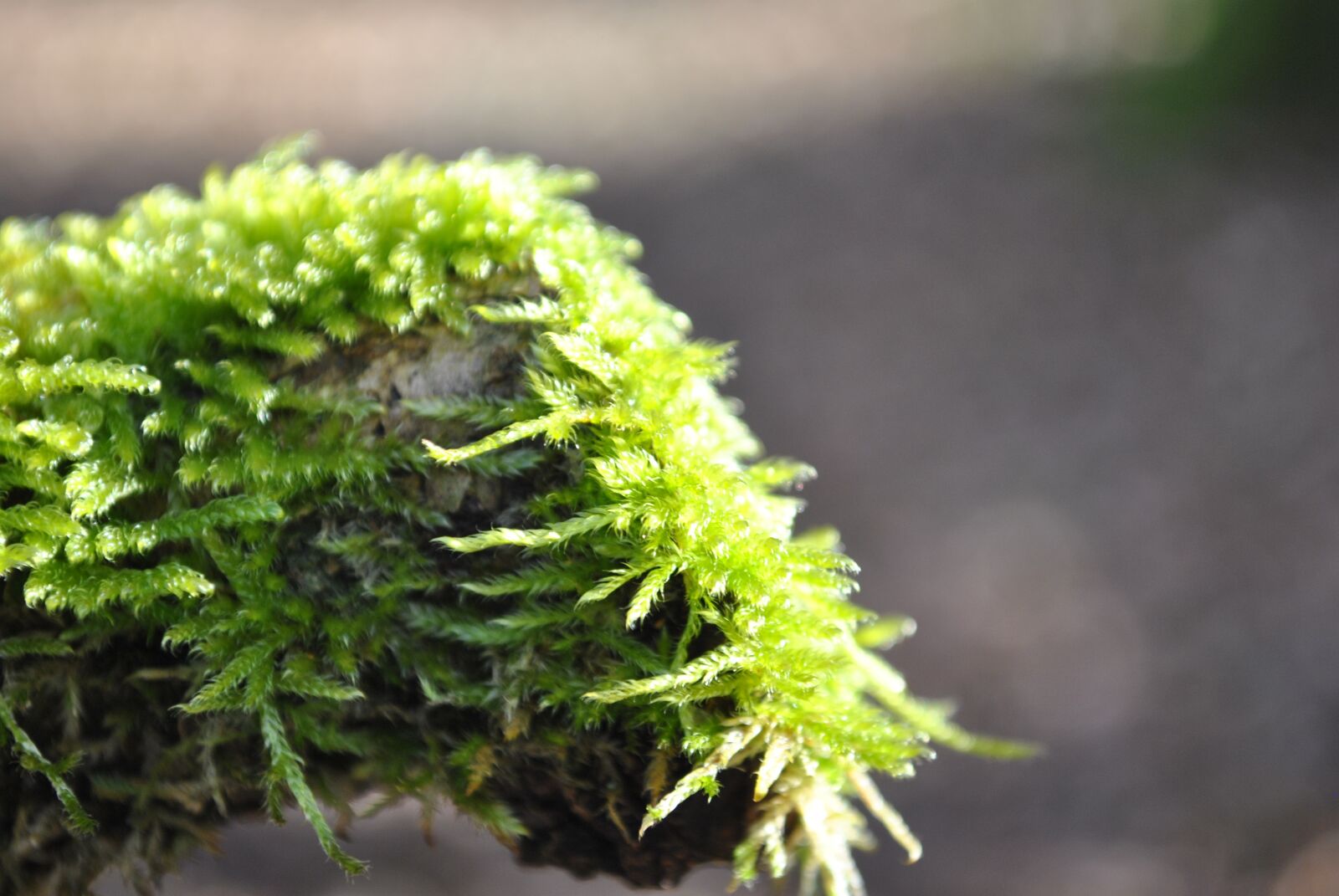 Nikon D3000 sample photo. Moss, wild growth, tribe photography