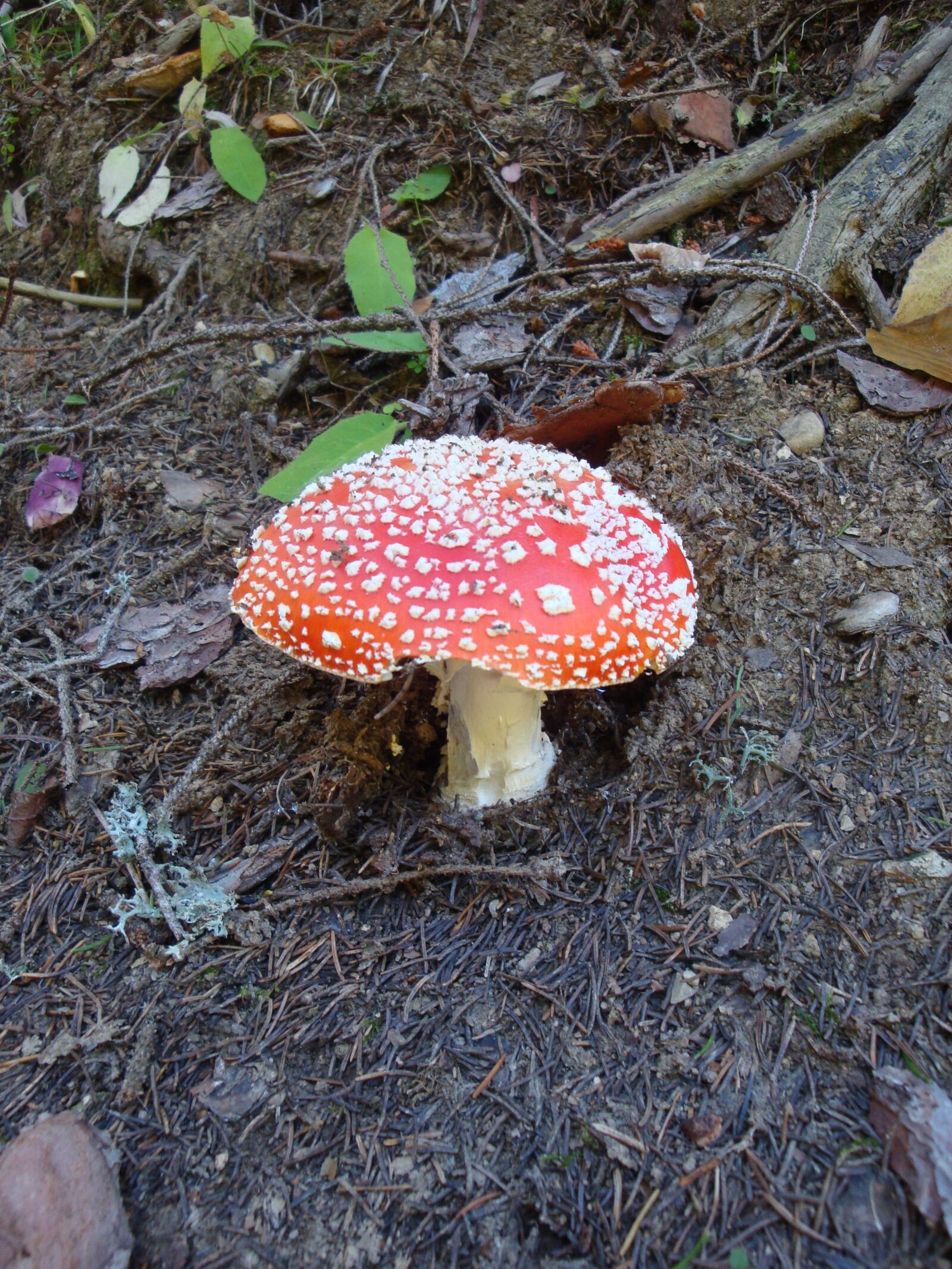 Sony Cyber-shot DSC-W170 sample photo. Mushroom, fly agaric, autumn photography