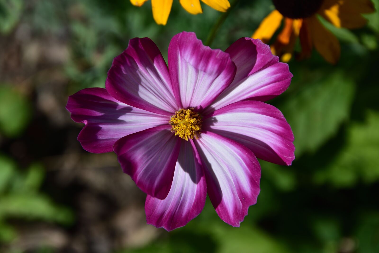 Nikon D3400 sample photo. Krásenka, summer, flower photography